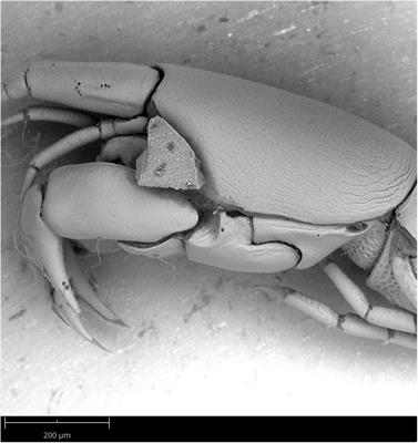 A Hidden Diversity in the Atlantic and the SE Pacific: Hamatipedidae n. fam. (Crustacea: Tanaidacea)